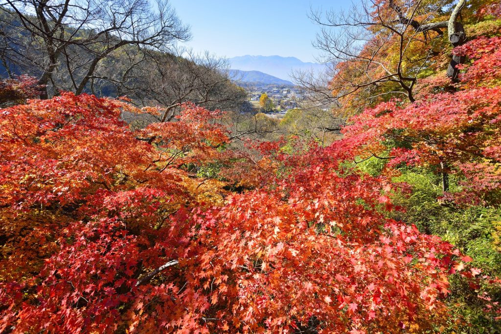 長野の秋らしい撮影スポットの参考写真